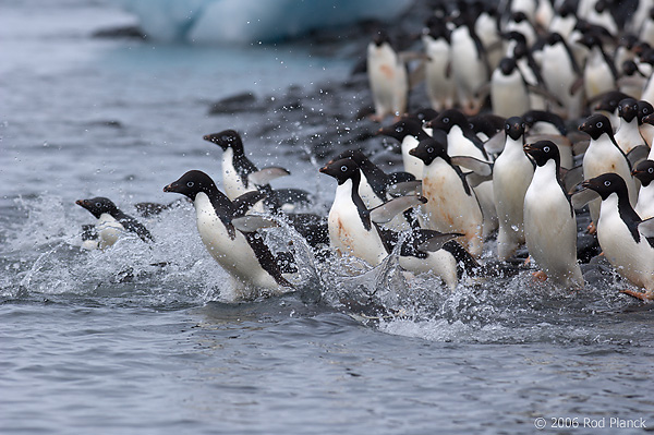 Adult Adelie Penguins Going to Sea