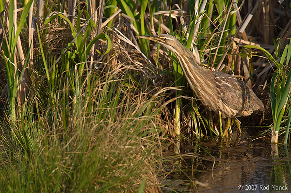 American Bittern, (Botaurus lentiginosus), Michigan