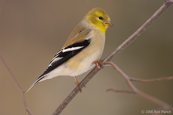 Male American Goldfinch, Winter Plummage