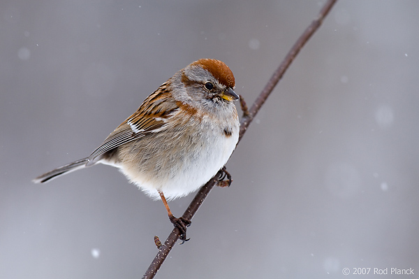 American Tree Sparrow, (Spizella arborea) Spring, Michigan