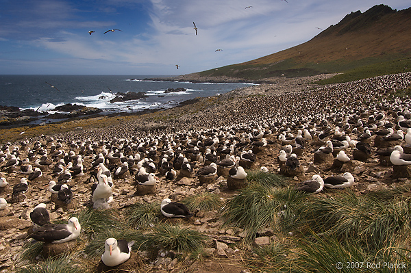 Black-browed Albatross Colony, (Diomedea melanophris), Steeple Jason Island, Falkland Island