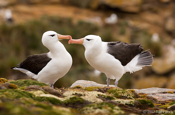 Black-browed Albatross, Adults Courting (Diomedea melanophris), New Island, Falkland Islands