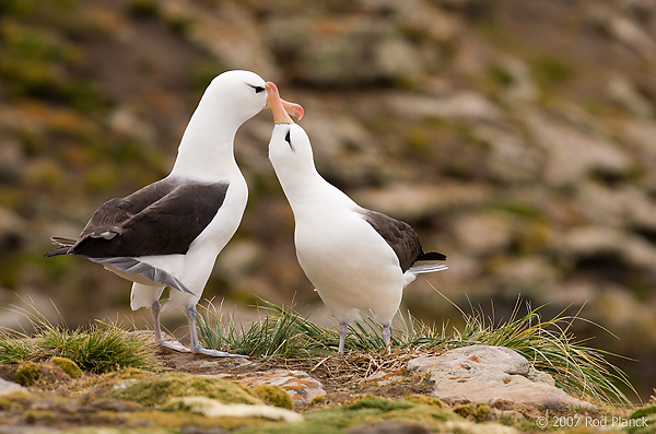 Black-browed Albatross, Adults Courting (Diomedea melanophris), New Island, Falkland Islands