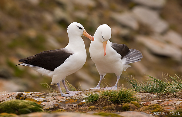 Black-browed Albatross, Adults Courting (Diomedea melanophris), New Island, Falkland Islands