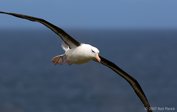 Black-browed Albatross, Adult in Flight (Diomedea melanophris), Steeple Jason Island, Falkland Islands