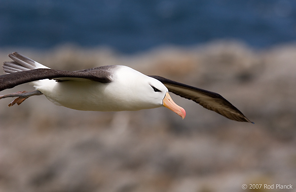 Black-browed Albatross, Adult in Flight (Diomedea melanophris), Steeple Jason Island, Falkland Islands