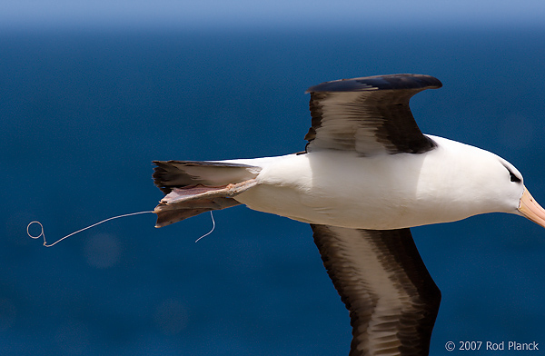 Black-browed Albatross, Adult in Flight (Diomedea melanophris), Steeple Jason Island, Falkland Island