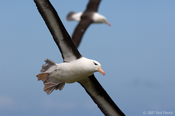 Black-browed Albatross, Adult in Flight (Diomedea melanophris), Steeple Jason Island, Falkland Islands