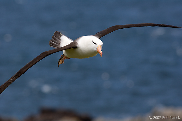 Black-browed Albatross, Adult in Flight (Diomedea melanophris), Steeple Jason Island, Falkland Islands