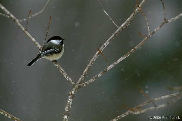 Black-capped Chicadee, Winter