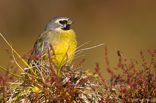 Male Black-throated Finch, Austral Summer