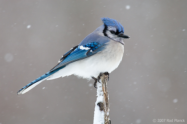 Blue Jay, (Cyanocitta cristata), Spring, Michigan