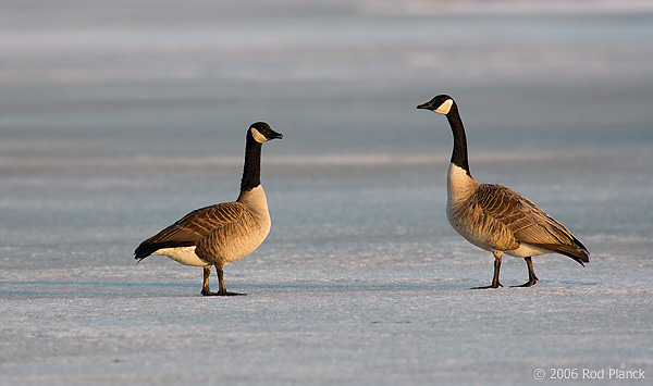 Canada Geese, (Branta canadensis), Spring, SNWR, Michigan