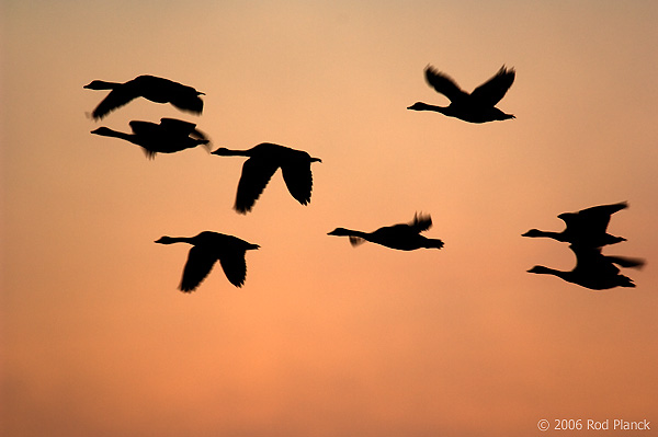 Canada Geese in Flight, Dawn, (Branta canadensis), Summer, Northern Michigan