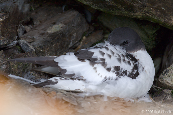 Cape Petrel or Pintado Petrel on the Nest