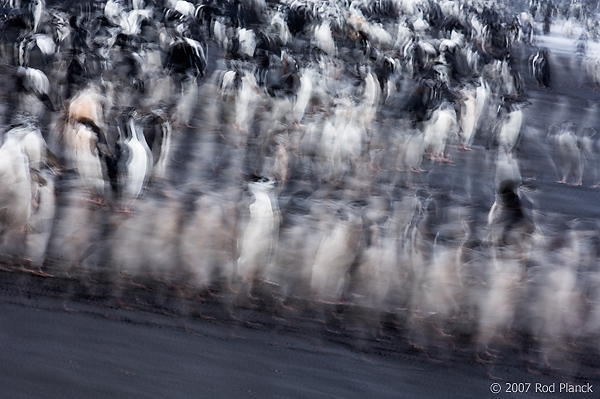 Chinstrap Penguin (Pygoscelis antarctica), Baily Head, Deception Island