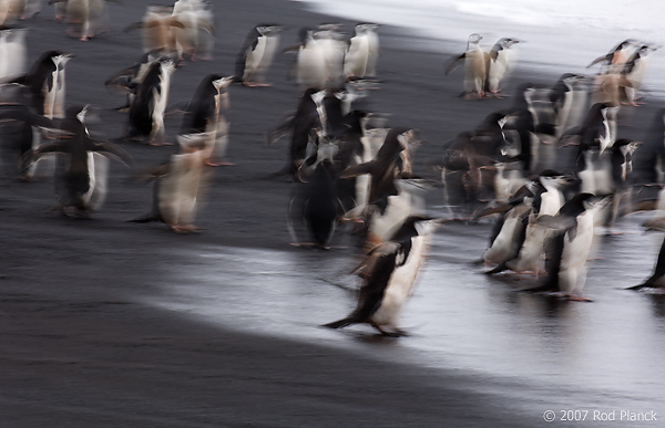 Chinstrap Penguin (Pygoscelis antarctica), Baily Head, Deception Island