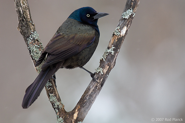 Common Grackle, (Quiscalus quiscula), Spring, Michigan