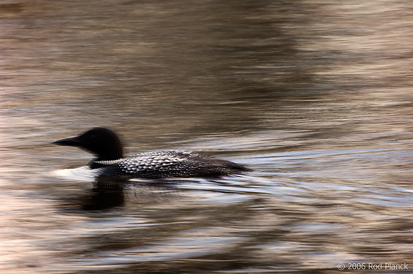 Common Loon, Adult, (Gavia immer), Spring, Upper Peninsula, Michigan