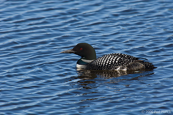 Common Loon, Adult, (Gavia immer), Spring, Upper Peninsula, Michigan