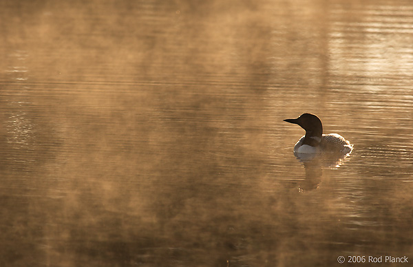 Common Loon, Adult, (Gavia immer), Summer, Upper Peninsula, Michigan