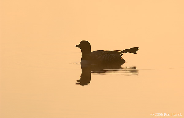 Common Loon, Adult, (Gavia immer), Spring, Upper Peninsula, Michigan