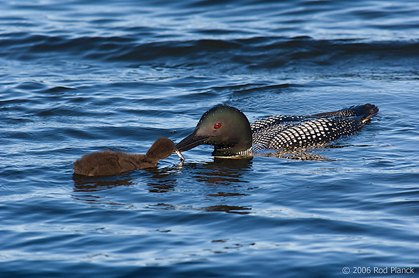 Common Loon, Adult with Chick, (Gavia immer), Summer, Upper Peninsula, Michigan