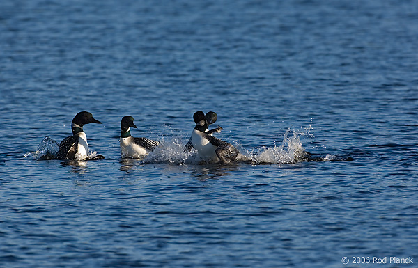 Common Loons, Adult, (Gavia immer), Spring, Upper Peninsula, Michigan