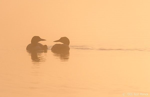 Common Loon, Adults with Chick at Dawn, (Gavia immer), Summer, Upper Peninsula, Michigan