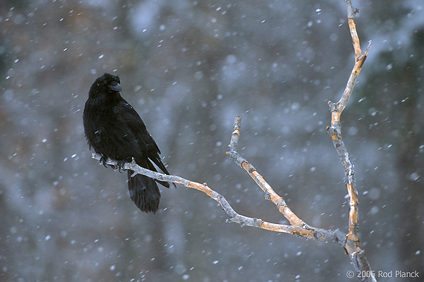Adult Common Raven, Winter
