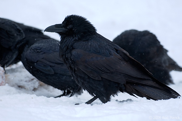 Common Ravens, Winter