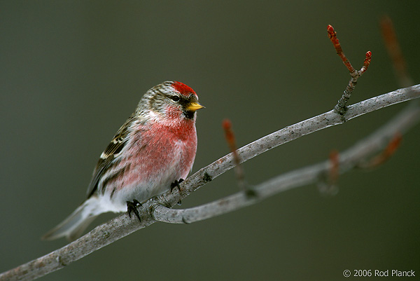 Common Redpole, Male, Winter