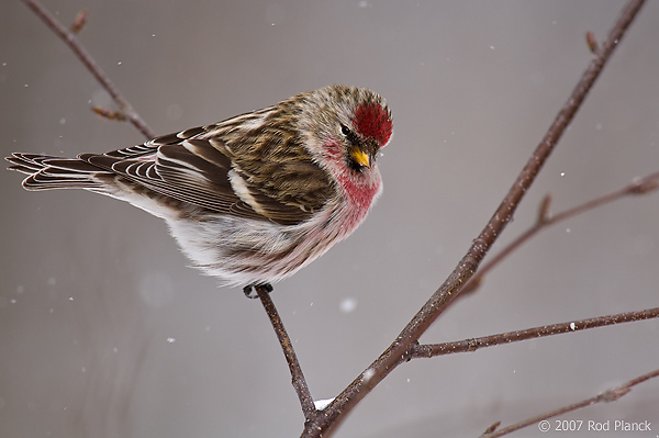 Common Redpoll,(Carduelis flammea), Spring, Michigan