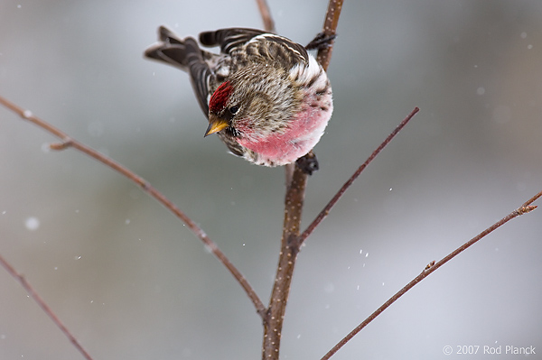 Common Redpoll,(Carduelis flammea), Spring, Michigan