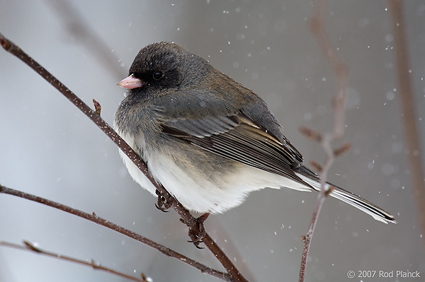 Dark-eyed Junco, (Junco hyemalis) Spring, Michigan