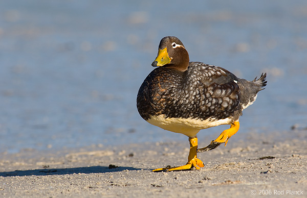 Falkland Flightless Steamer Duck