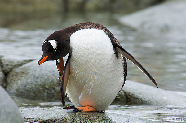 Gentoo Penguin, Adult