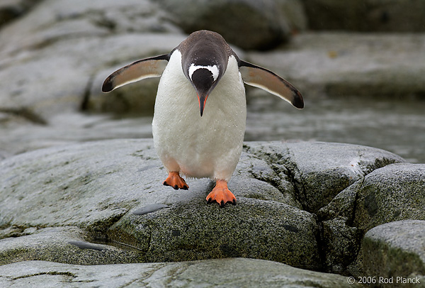 Gentoo Penguin, Adult