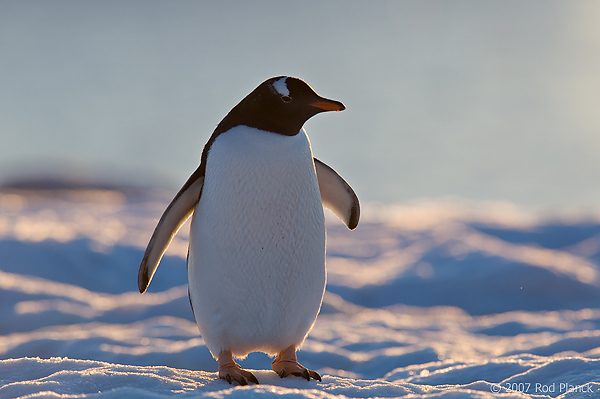 Gentoo Penguin, Adult, (Pygoscelis papua papua), Petermann Island, Antarctica