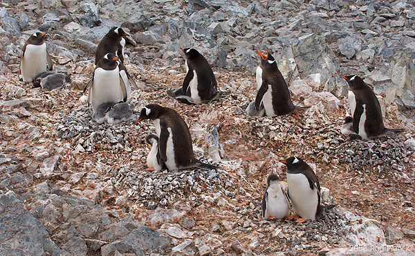 Gentoo Penguin Colony