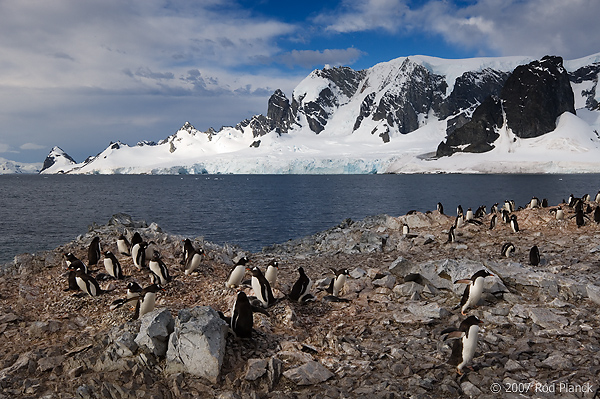 Gentoo Penguin Colony (Pygoscelis papua), Near Threatened Species