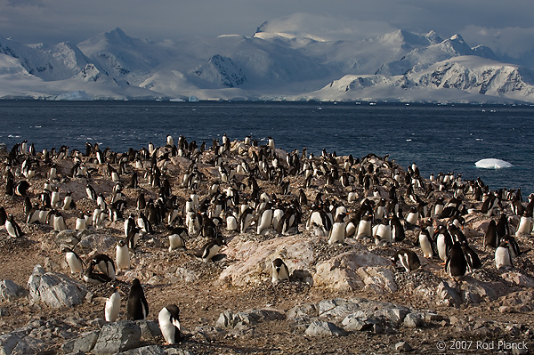 Gentoo Penguin Colony (Pygoscelis papua), Near Threatened Species