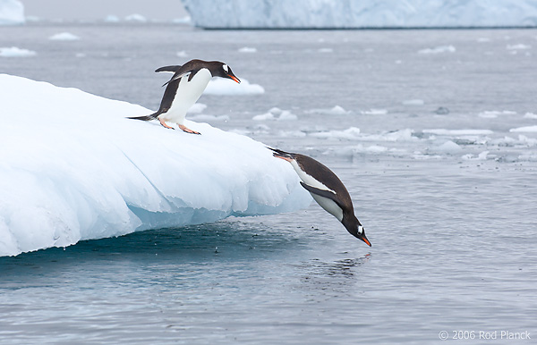 Gentoo Penguins Diving Off Iceberg Rod Planck Photography