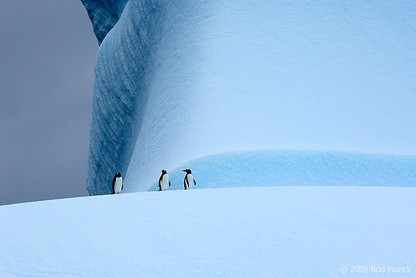 Gentoo Penguins on Iceberg