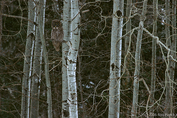 Great Gray Owl, Winter