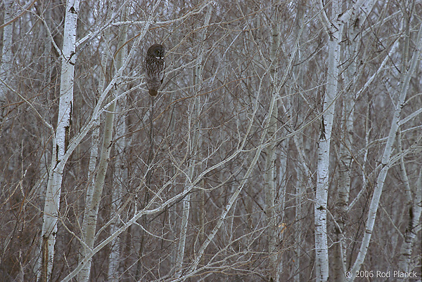 Great Gray Owl Hunting From Aspen Tree, Winter