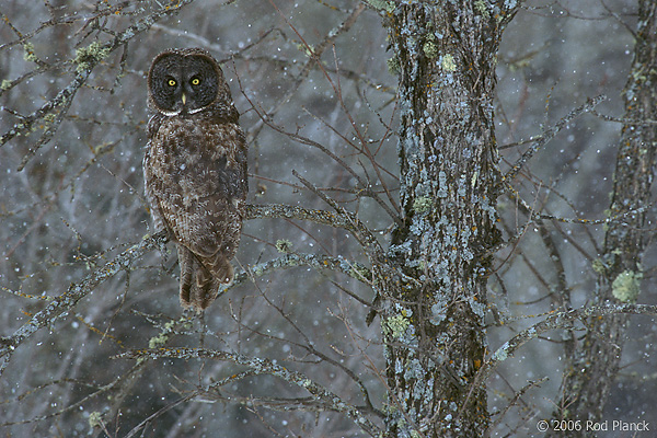 Great Gray Owl