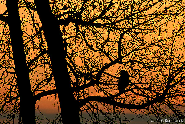 Great Gray Owl Silhouette at Dusk, Autumn