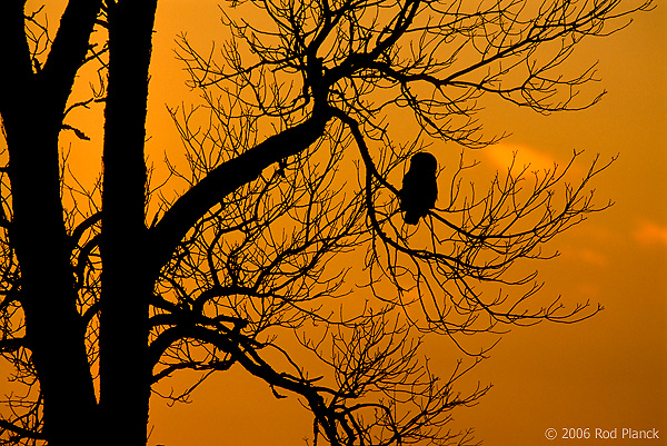 Great Gray Owl Silhouette at Dusk, Autumn