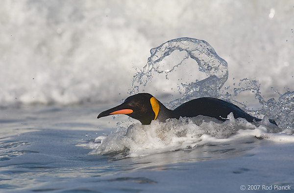 King Penguin (Aptenodytes patagonicus), In Surf, St Andrews Bay, South Georgia Island